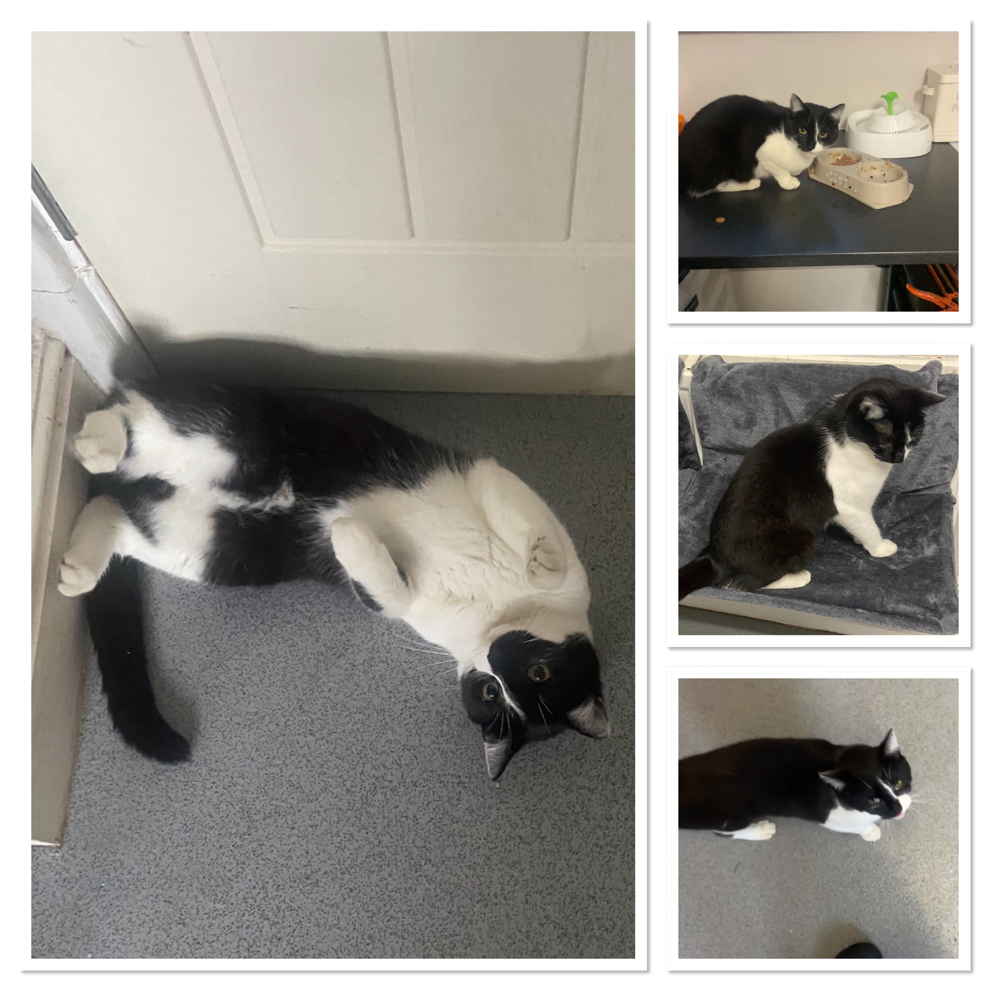 Cat missing in Bradford identibase.co.uk