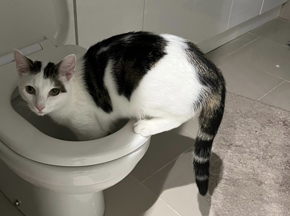 Cat missing in Redditch identibase.co.uk