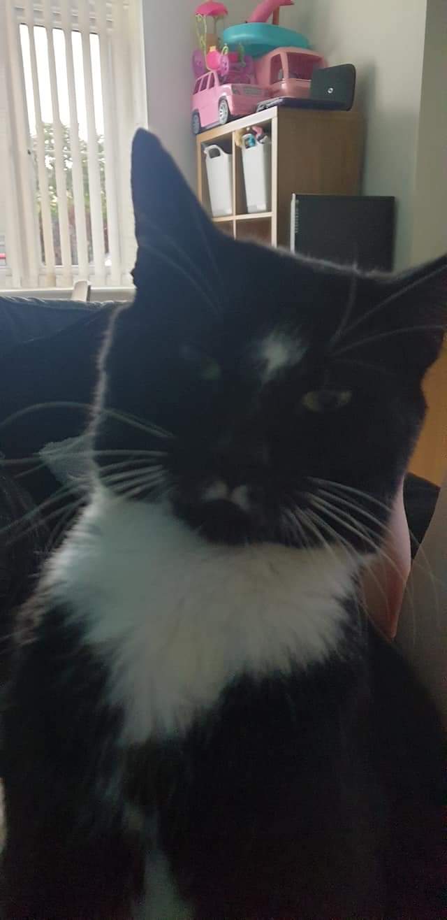 Cat missing in Wirral identibase.co.uk