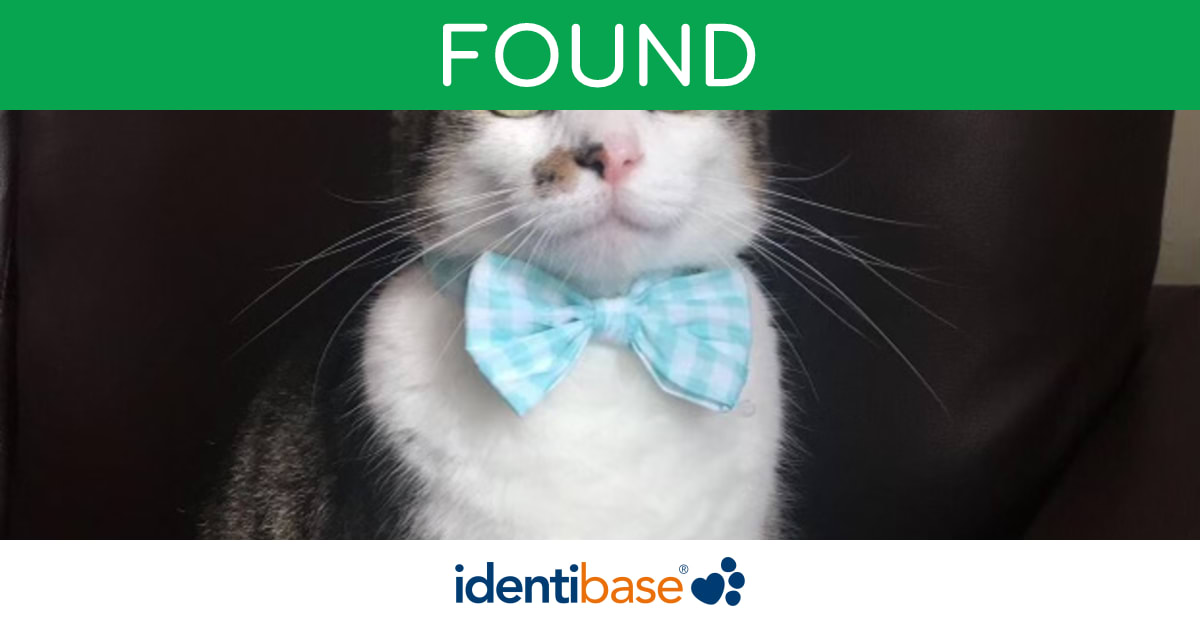 Cat missing in Cowdenbeath identibase.co.uk