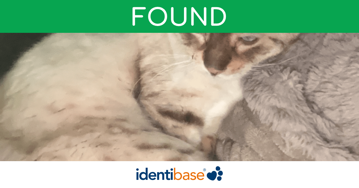 Cat missing in Wigan identibase.co.uk
