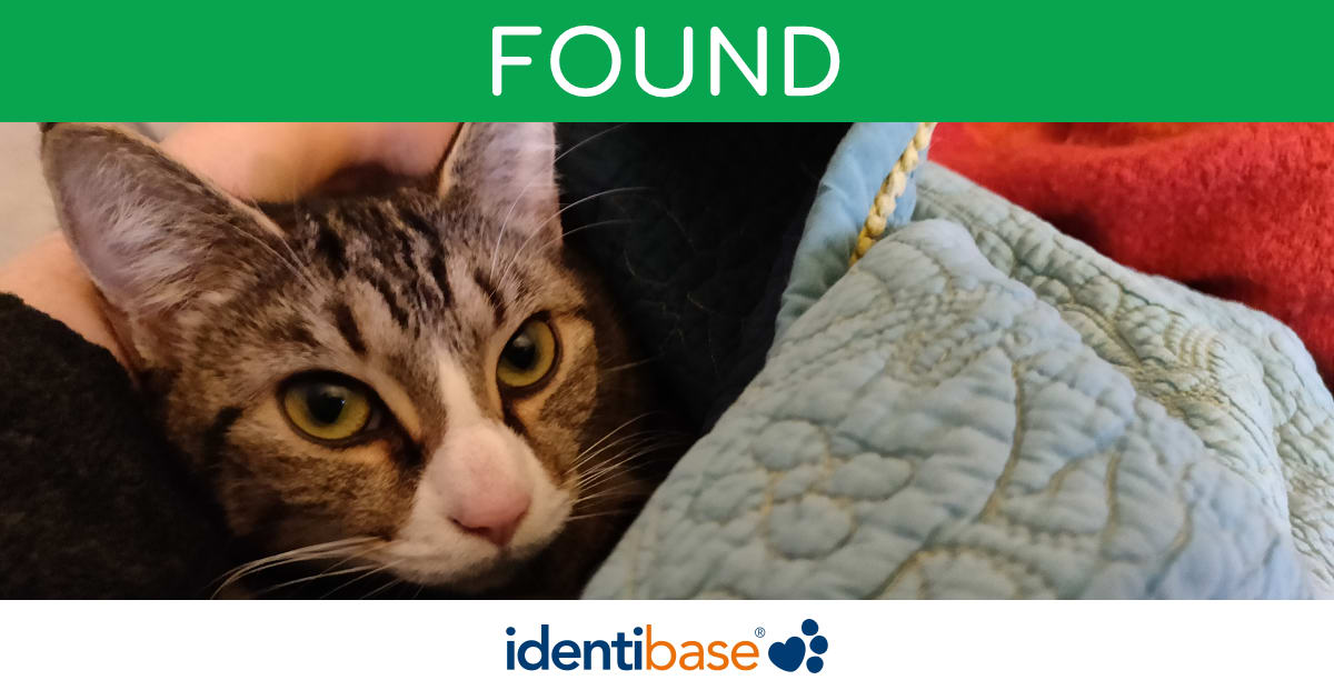 Cat missing in London identibase.co.uk