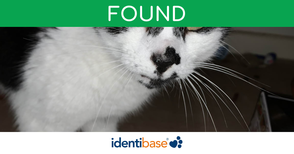 Cat missing in Eastbourne identibase.co.uk