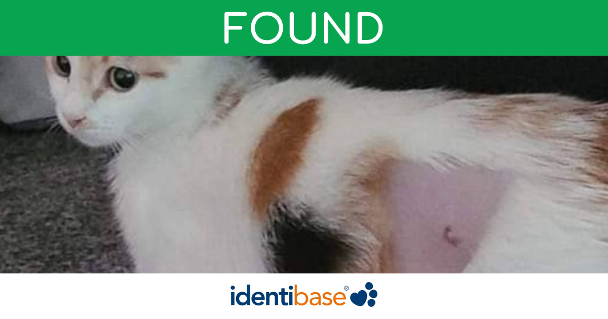 Cat missing in Scunthorpe identibase.co.uk