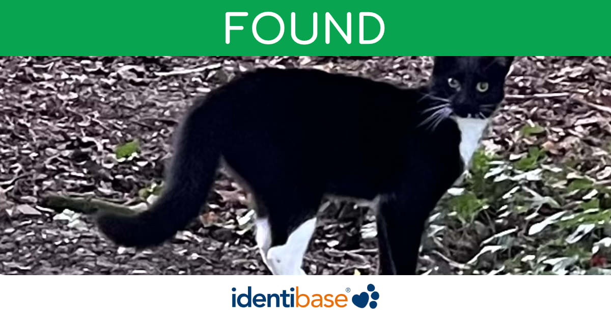 Cat missing in Llantwit Major identibase.co.uk