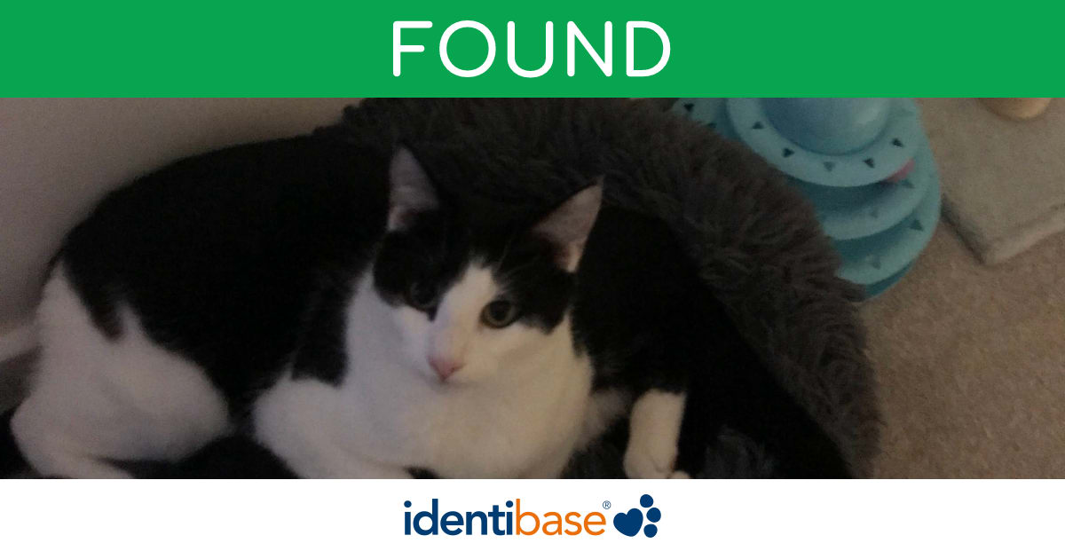 Cat missing in Abingdon identibase.co.uk