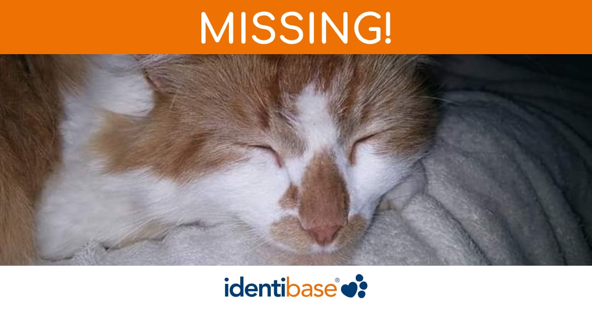 Cat missing in Yeovil identibase.co.uk