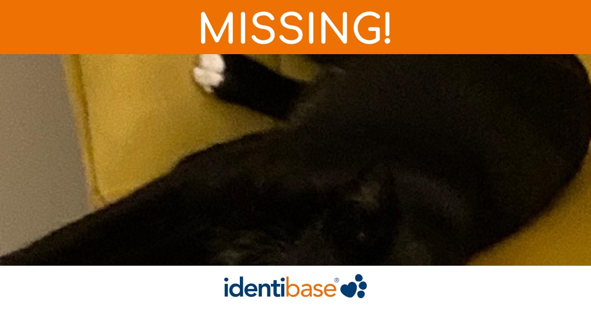 Cat missing in London identibase.co.uk