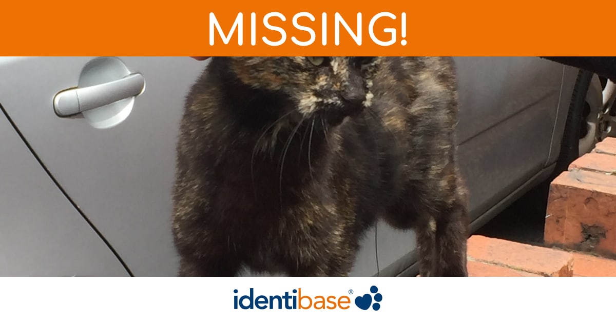 Cat missing in Cleethorpes identibase.co.uk
