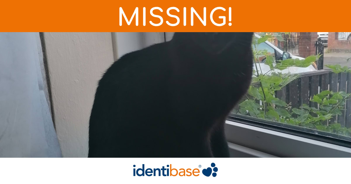 Are There Stolen Cats In Scarborough? – OZIEH