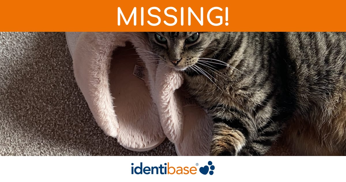 Cat missing in Daventry identibase.co.uk