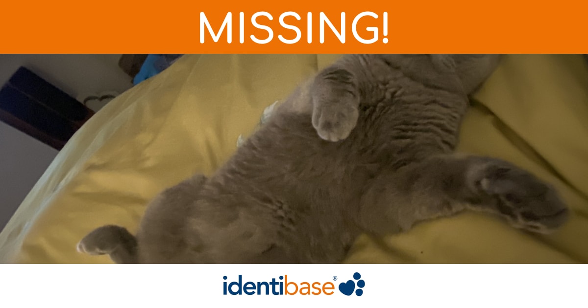 Cat missing in Bingley identibase.co.uk