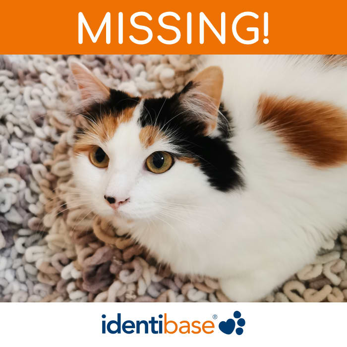 Cat missing in Wirral identibase.co.uk