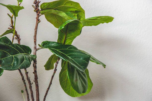 fiddle-leaf-fig-leafylia (1).jpg