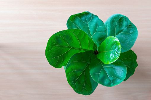 fiddle-leaf-fig-leafylia (3).jpg