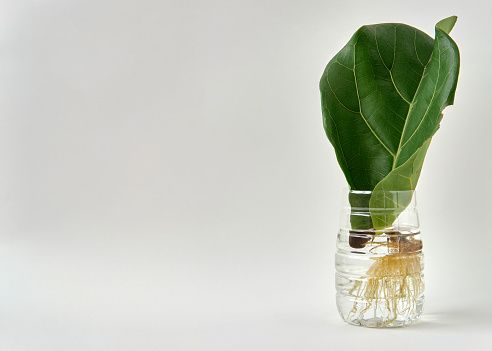 fiddle-leaf-fig-leafylia (4).jpg