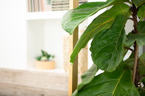 fiddle-leaf-fig-leafylia (5).jpg
