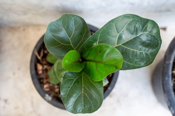 fiddle-leaf-fig-leafylia (6).jpg