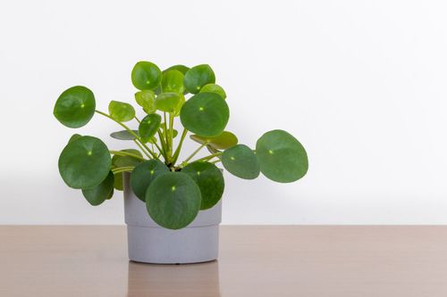 Pilea Peperomioides: Ancient Secret of the Missionary Plant