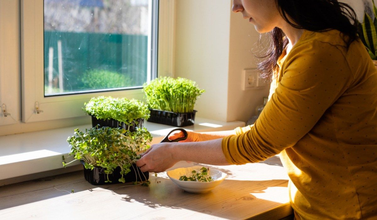 21-apartment-gardening-tips-and-tricks-for-beginners-leafylia.jpg