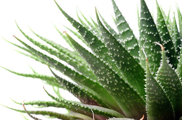 gasteria-leafylia (1).jpg