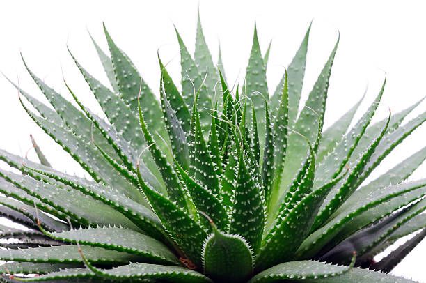 gasteria-leafylia (2).jpg