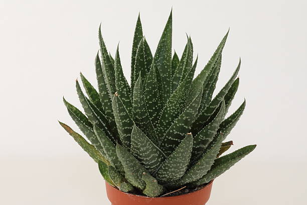 gasteria-leafylia (3).jpg