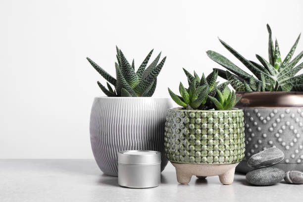 gasteria-leafylia (4).jpg