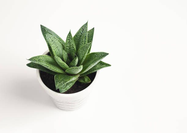 gasteria-leafylia (6).jpg