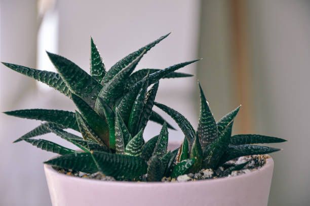 gasteria-leafylia (7).jpg
