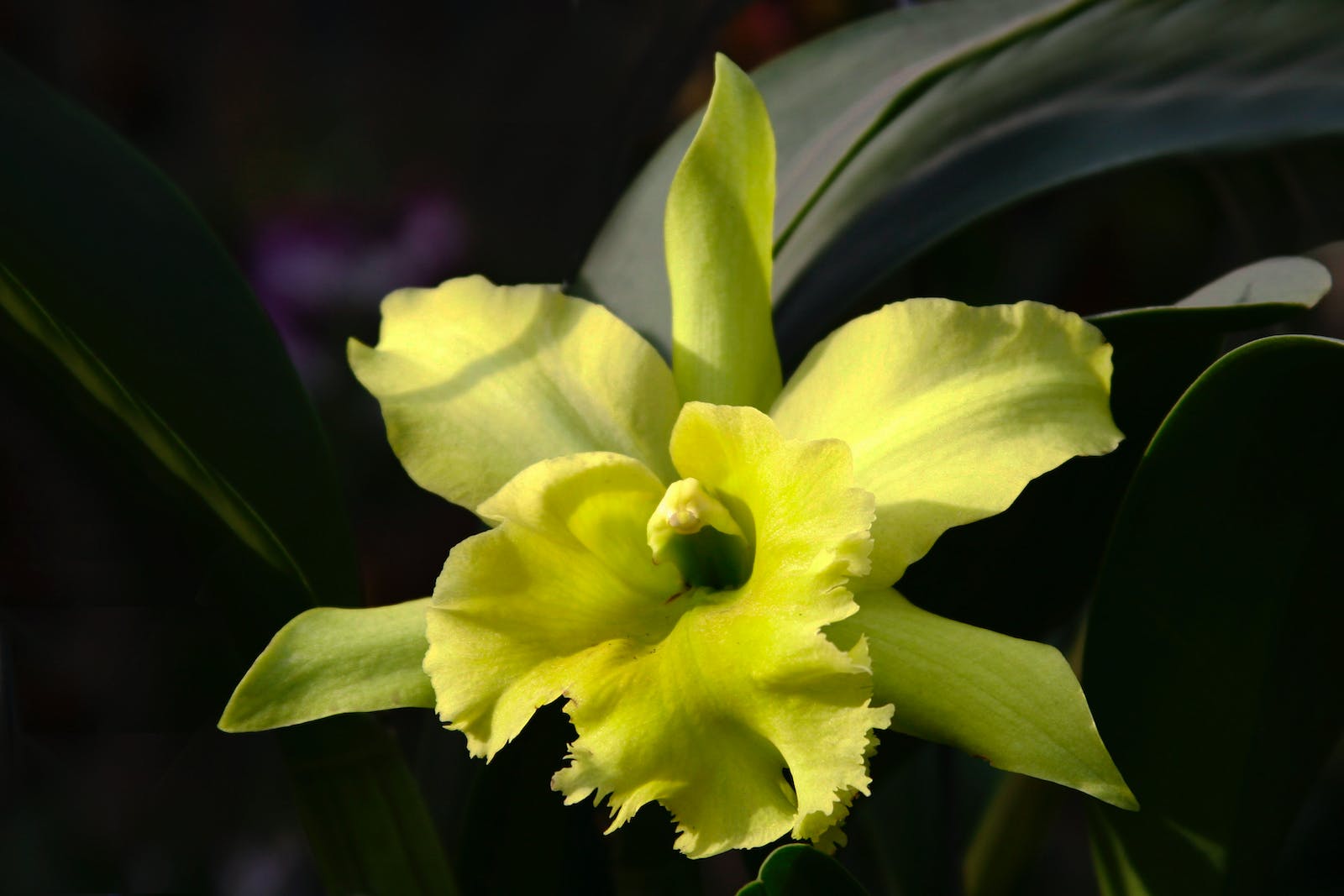 cattleya-orchid-lrafylia (1).jpeg