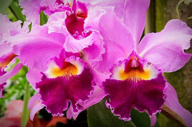 cattleya-orchid-lrafylia (2).jpg