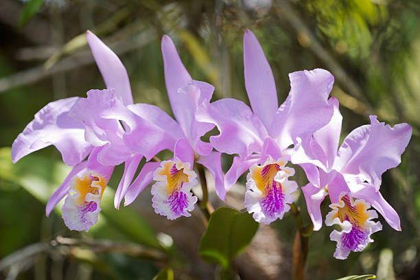 cattleya-orchid-lrafylia (3).jpg