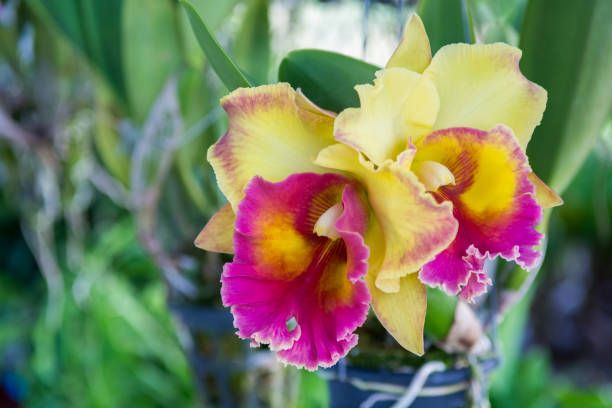 cattleya-orchid-lrafylia (5).jpg