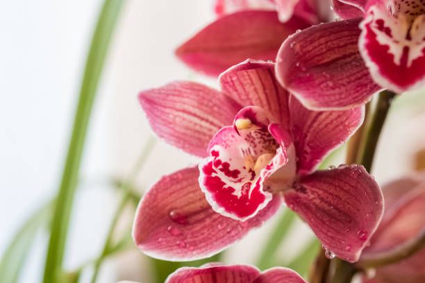cattleya-orchid-lrafylia (6).jpg