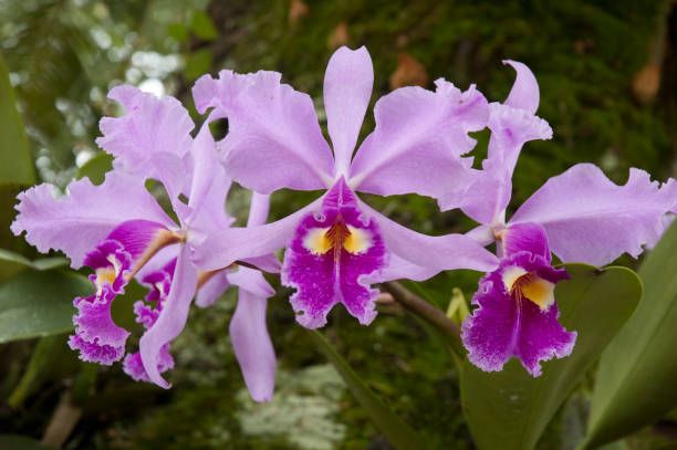 cattleya-orchid-lrafylia (7).jpg