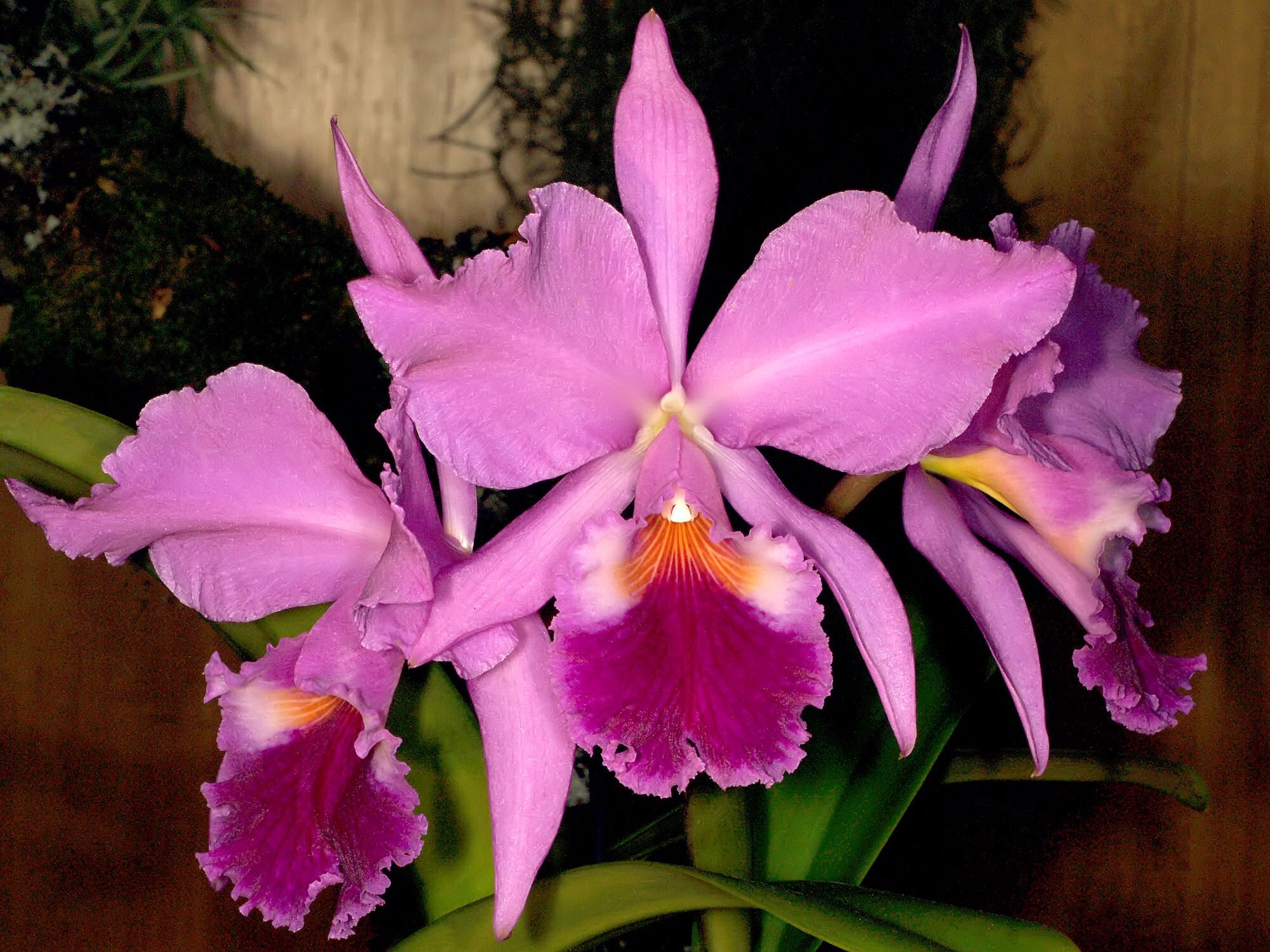 cattleya-orchid-lrafylia (1).jpg