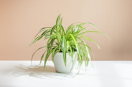 How to Grow and Care for Spider Plant