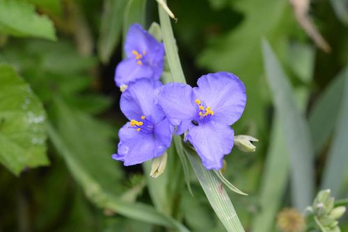 How to grow and care for Spiderwort