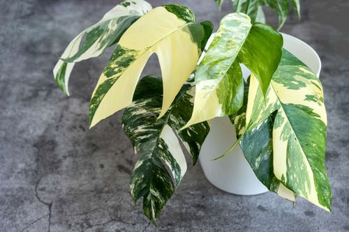 How to grow and care for Epipremnum pinnatum