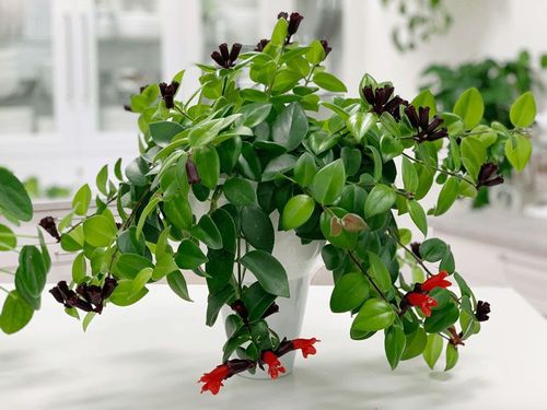 How to grow and care for Lipstick plant