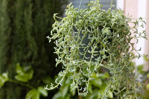 How to Grow and Care for String of Dolphins
