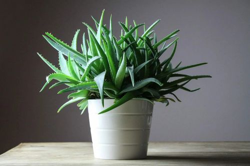 How to Grow and Care for Aloe Vera