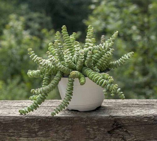 How to Grow and Care for Crassula Perforata