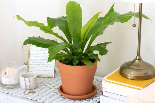How to Grow and Care for Bird's Nest Ferns