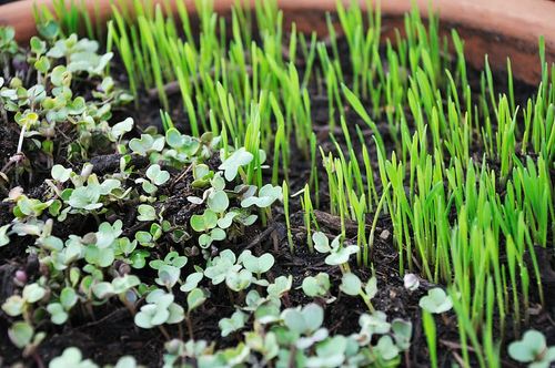 How to Grow Microgreens: Quick and Easy Guide
