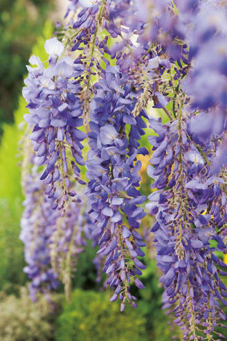 Glycine de Chine