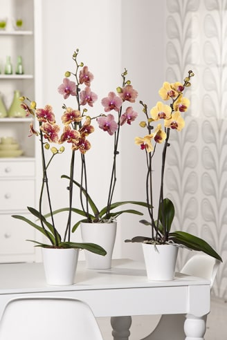 Orchidée - Jardiland