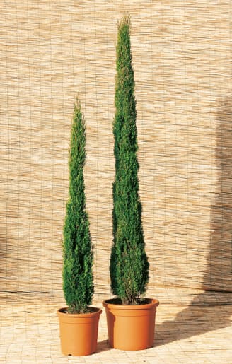 Cyprès d'Italie 'Totem'