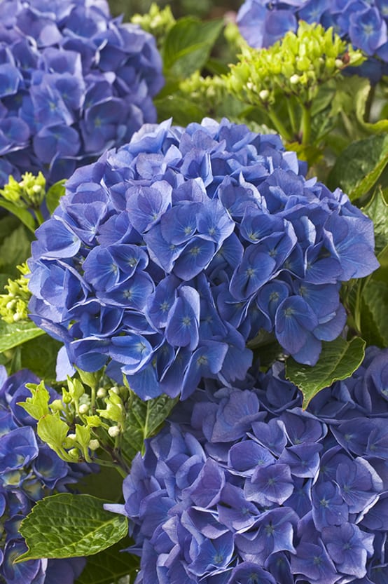 Hortensia 'Renate Steiniger' - Jardiland
